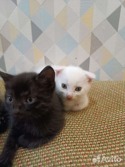 Шотладские котята