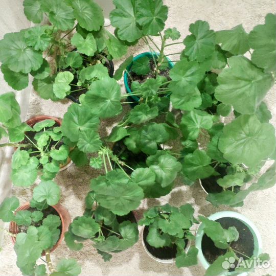 Пеларгония герань(разные сорта) в кашпо