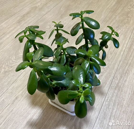 Красула толстянка(денежное дерево )