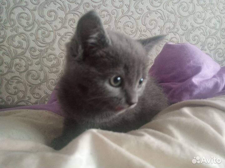 Шотландская