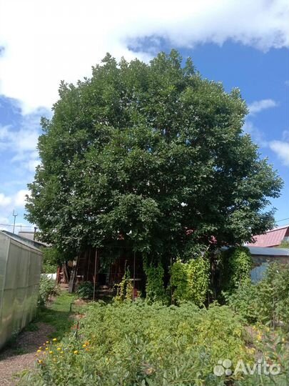 Саженцы дуба