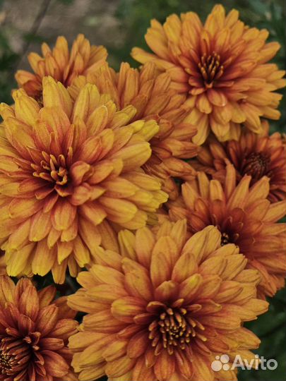 Хризантема корейская (дубок) оранжевая