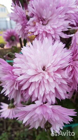 Хризантемы