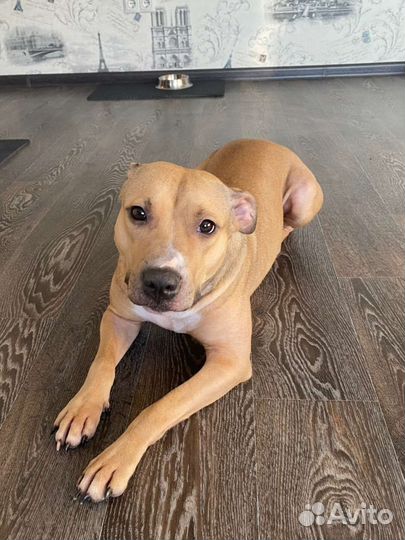 Дора ждет семью