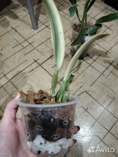 Орхидея каттлея