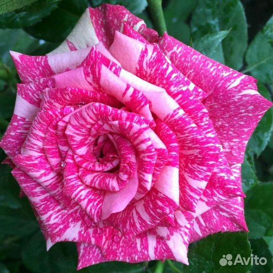 Розы сортовые