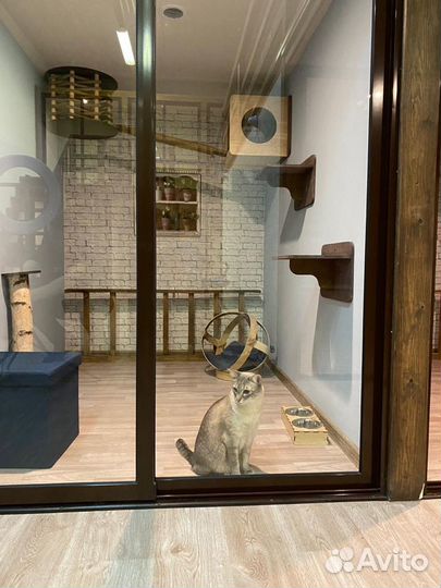 Зоогостиница для кошек/кошачий отель