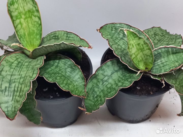 Сансевиерия стар грин гранит