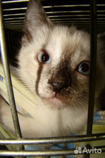 Котенок девочка 3 месяца