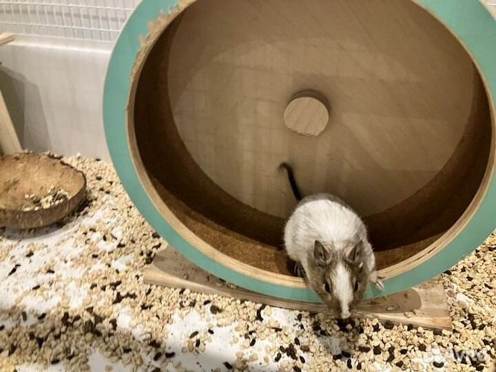 Дегу мальчики