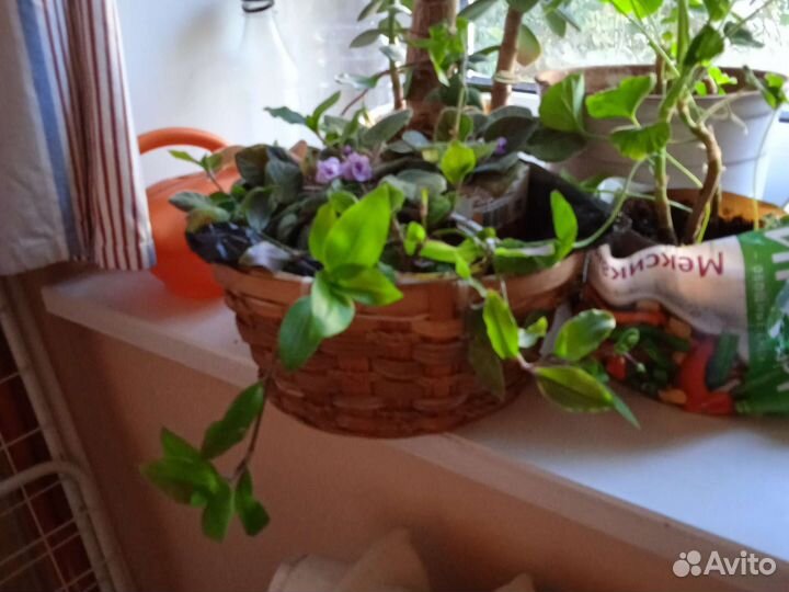 Фиалки, не доставкой, цветет