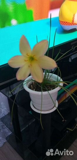 Зефирантес желтый,оранжевый и желтый с розовыми кр