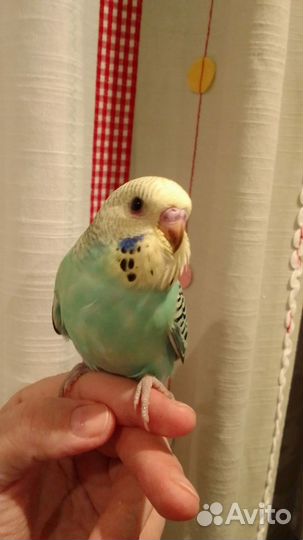 Птенцы волнистый попугай