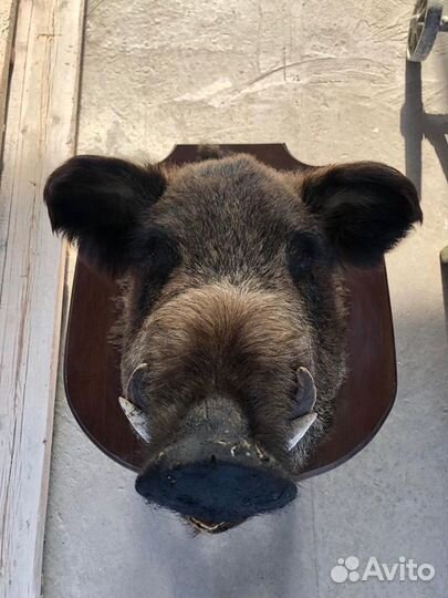 Чучело головы