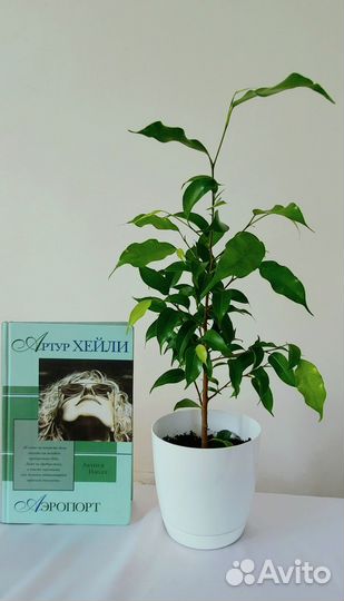 Фикус переплетенный Бенджамина, Наташа, Толстянка