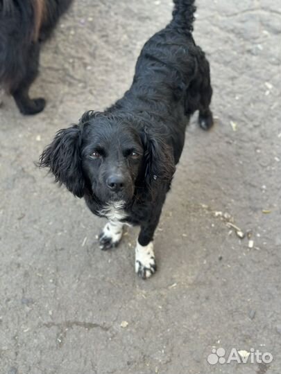 Спаниель сидит в приюте