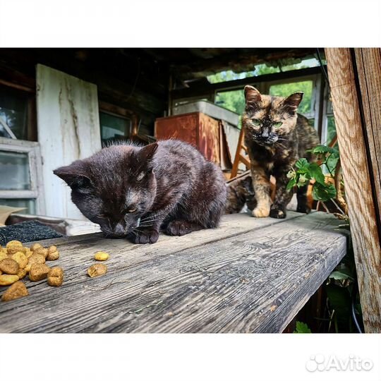 Котята ищут дом