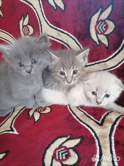 Котята в добрые руки