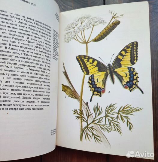 Книга бабочки