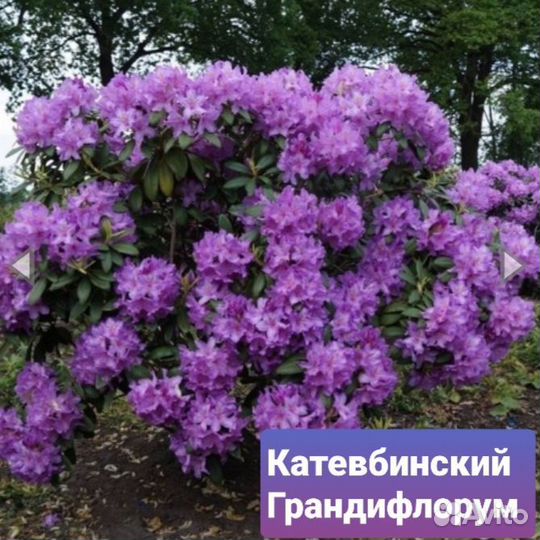 Рододендрон вечнозеленый