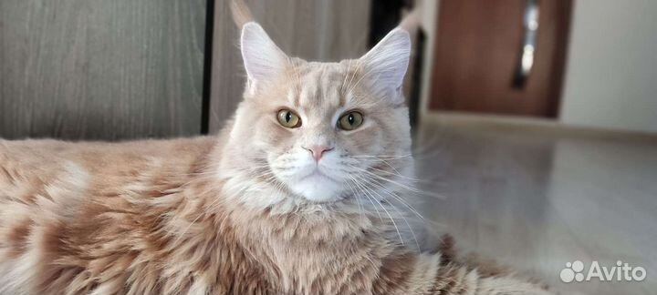 Мейн-кун вязка