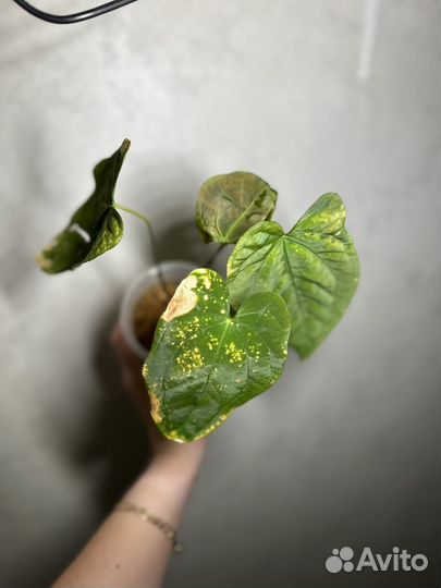 Антуриумы (гибриды)