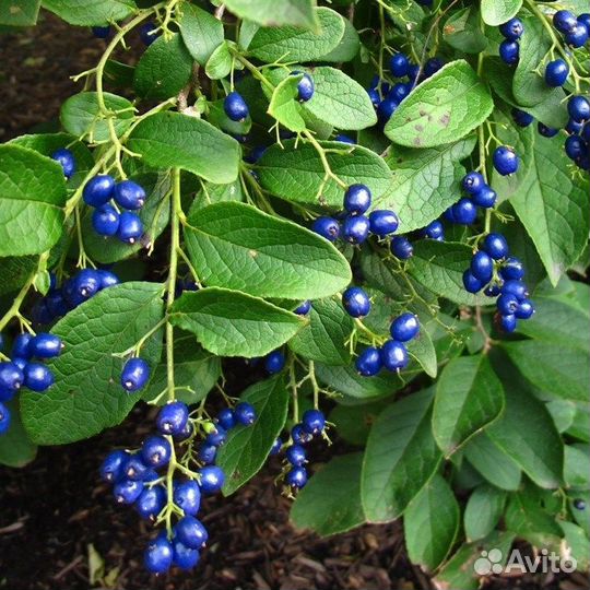 Симплокос метельчатый и китайский, семена