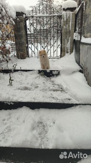 Шпиц