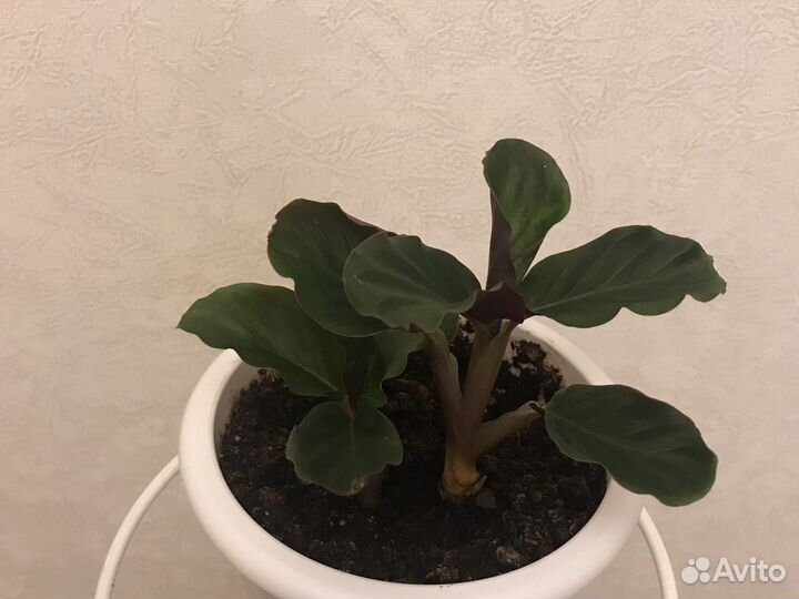 Калатея кроката