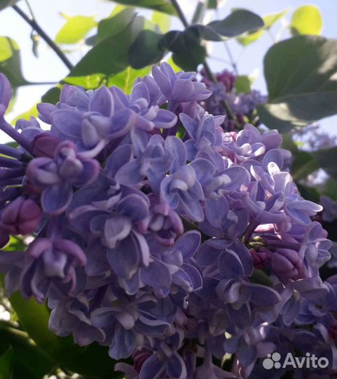 Сирень сортовая