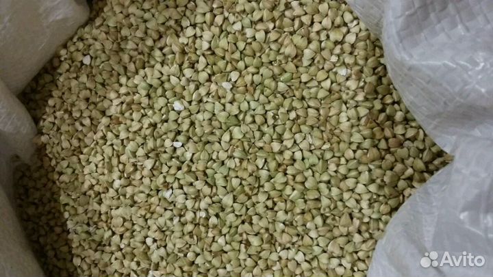 Зеленая гречка