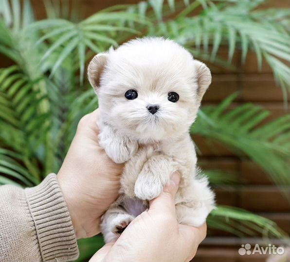 Тикап мальтипу из Кореи