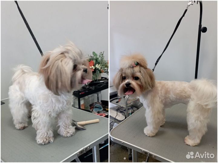 Стрижка собак,груминг,уход,тримминг,вычес