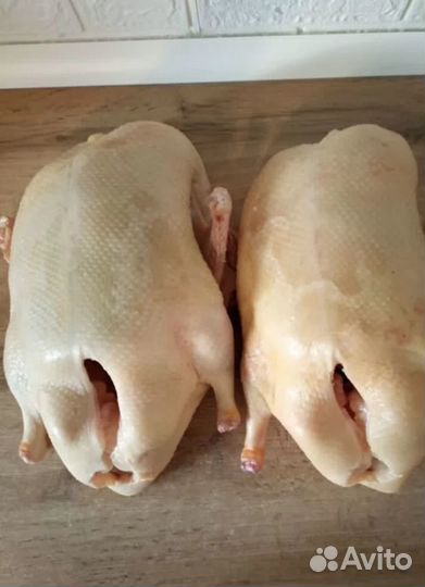 Утка домашняя