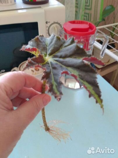 Бегония Королевская сорт Клеопатра