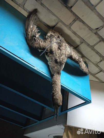 Чучела уток