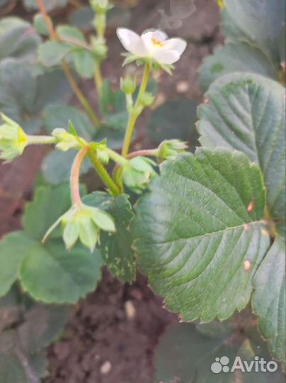 Саженцы ремонтантной клубники Флориды Бьюти