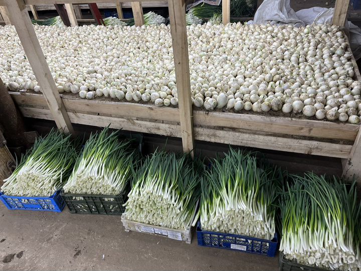 Зеленый лук оптом