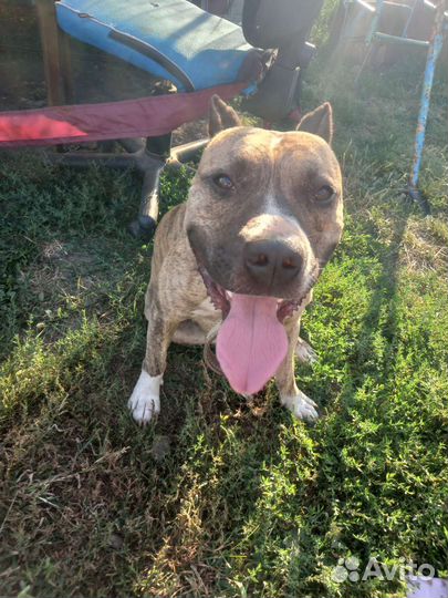 Стаффордширский терьер щенки
