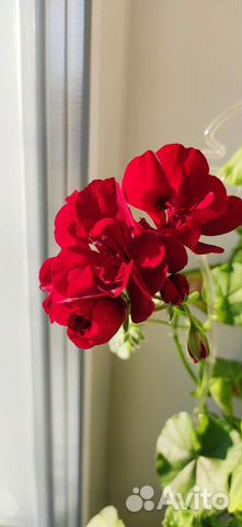 Пеларгония герань