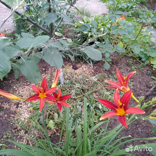 Дербенник, гилениум, японский глад., Бергамот