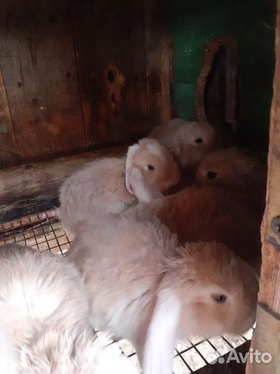 Крольчата