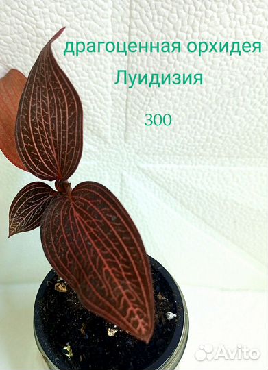 Комнатные растения (разные)