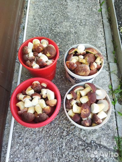 Белые грибы свежие