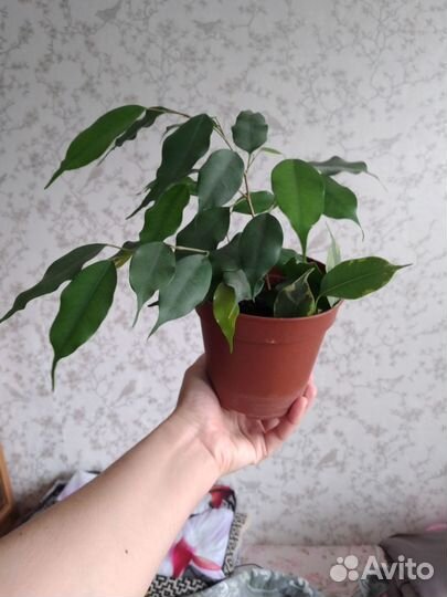 Фикус бенджамина