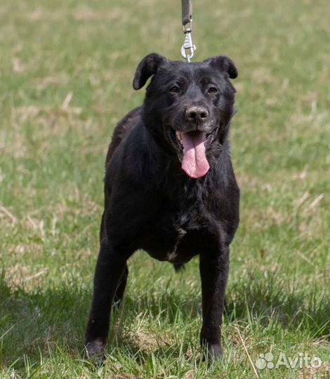 Метис лабрадора Кармен в добрые руки