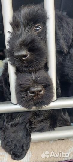 Щенки ризеншнауцера