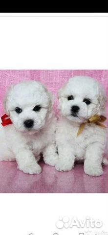 Собаки которые сейчас продаются. Бишон фризе мини. Бишон фризе собака размер. Болонка бишон фризе. Бишон фризе черный.