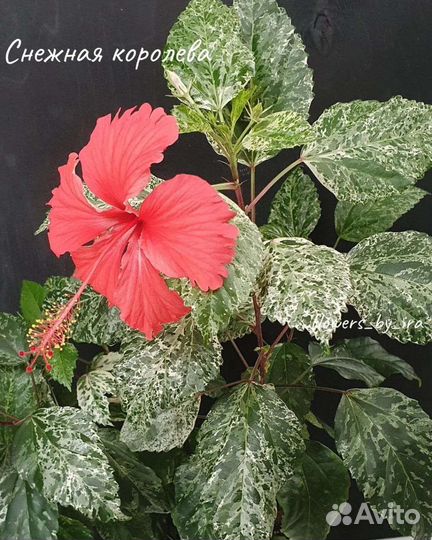 Гибискусы сортовые комнатные