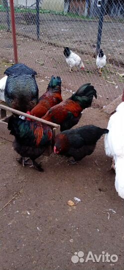 Яйца перепелиные, куриные, гусиные, индюшиные